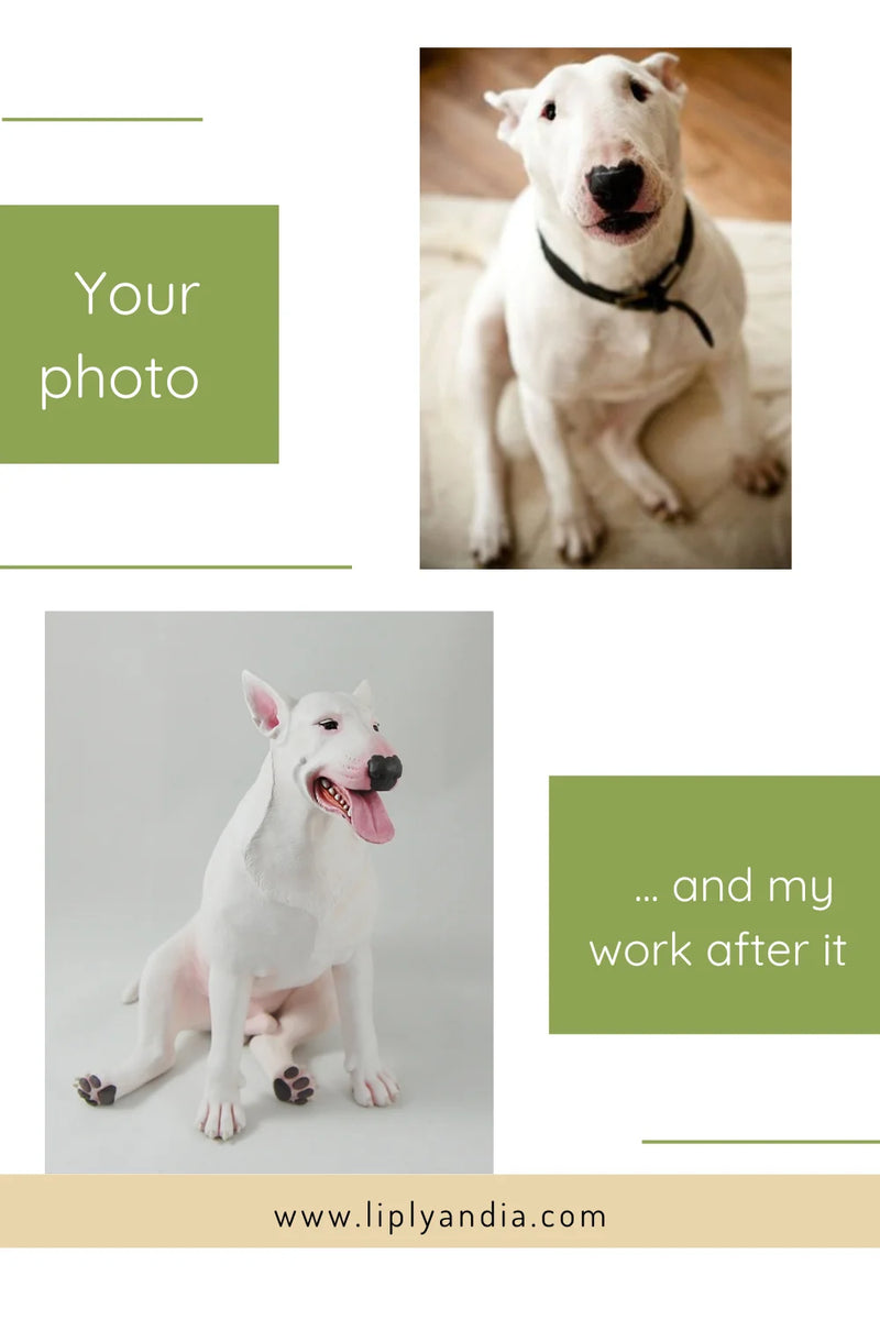 Bullterrier