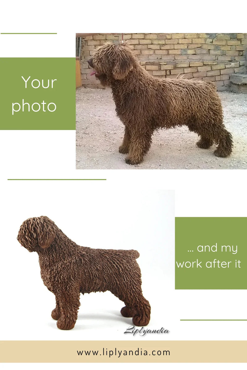 Spanish Water Dog