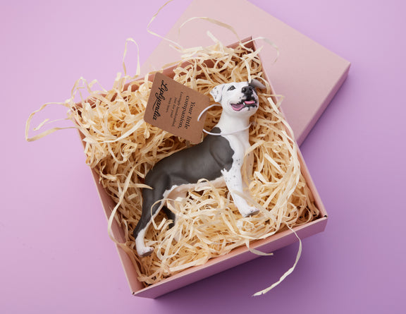 American Staffordshire Terrier