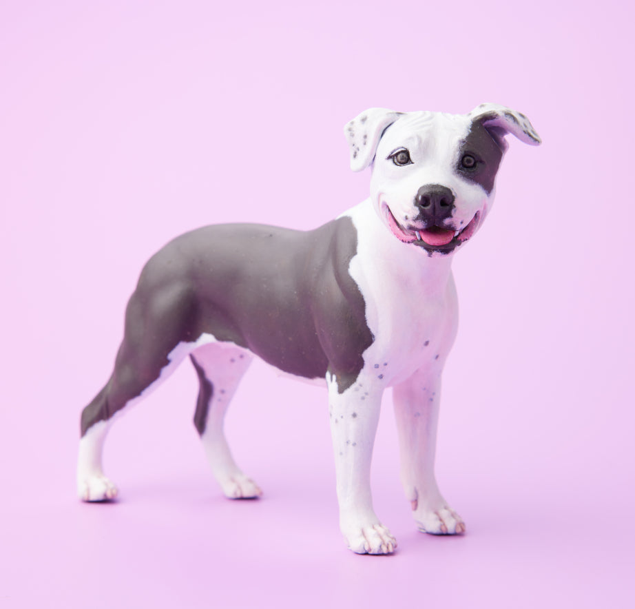 American Staffordshire Terrier