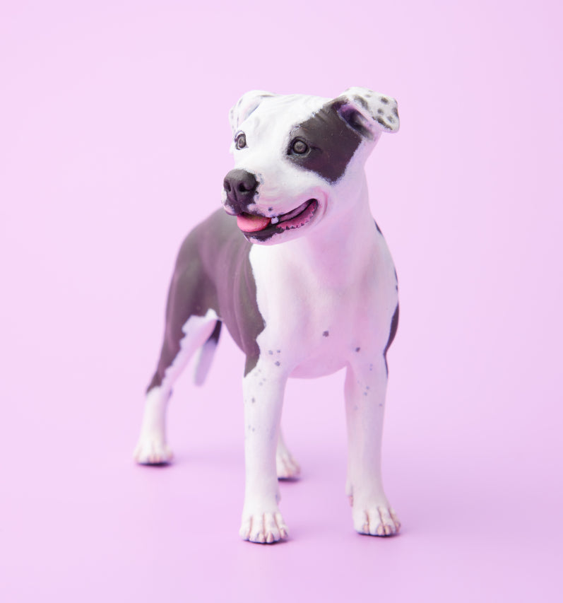 American Staffordshire Terrier