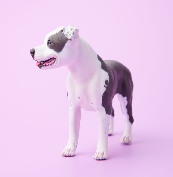 American Staffordshire Terrier