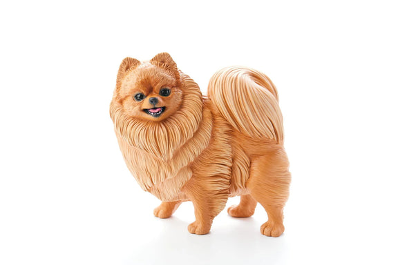 Pomeranian