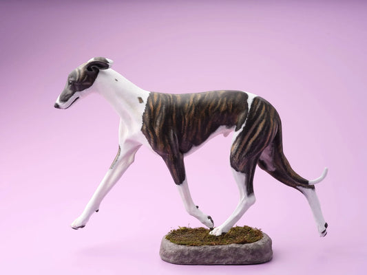Whippet