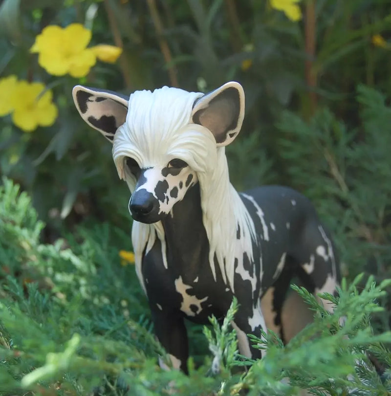 Chinese Crested and Powder Puff Dog