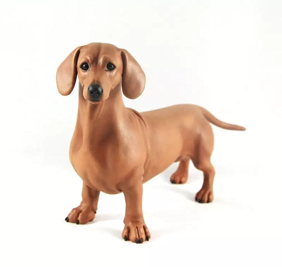 Dachshund