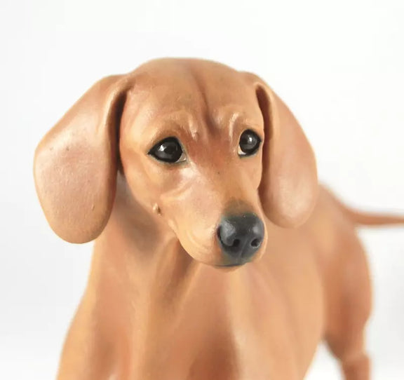 Dachshund