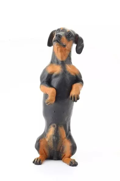 Dachshund