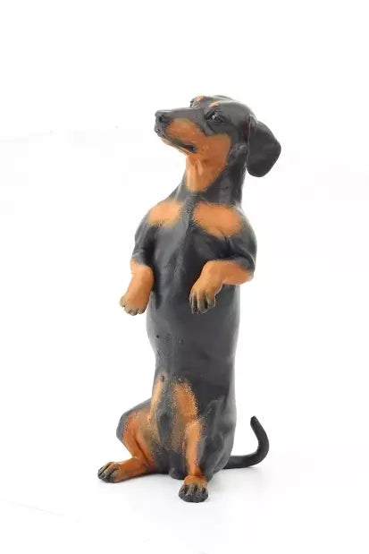 Dachshund