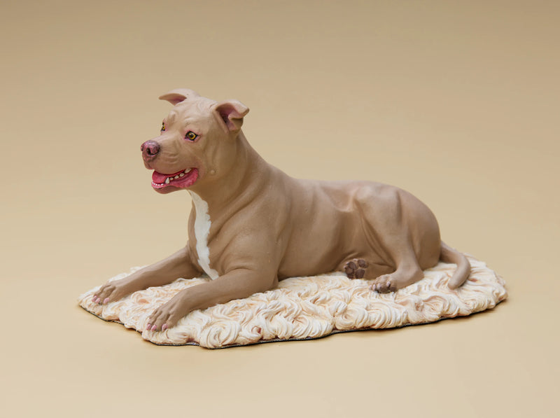 American Pit Bull Terrier