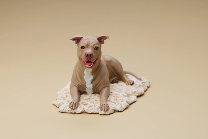 American Pit Bull Terrier