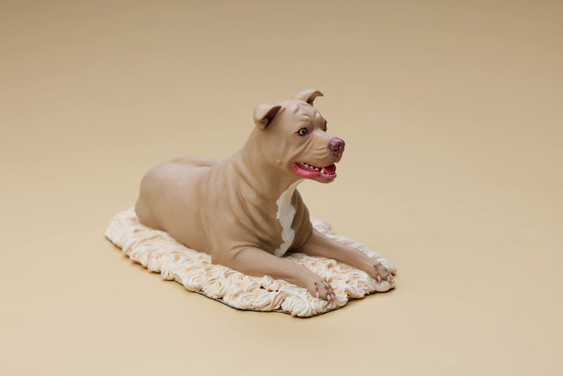 American Pit Bull Terrier