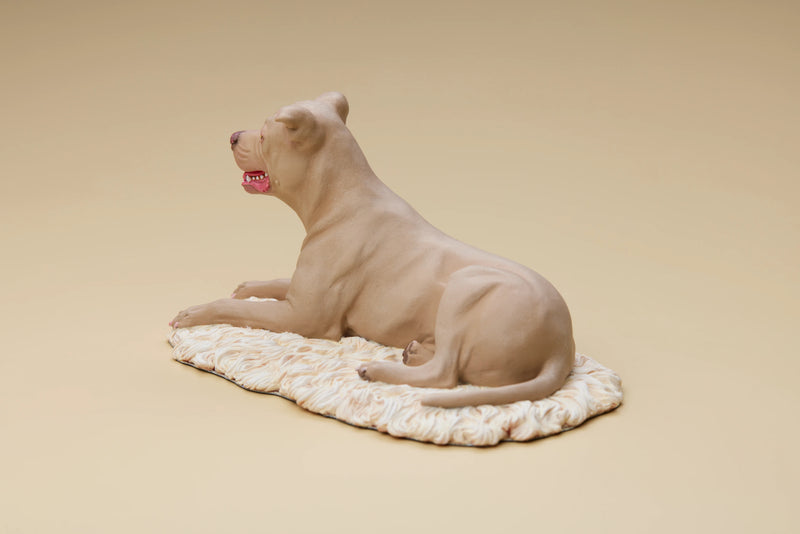 American Pit Bull Terrier