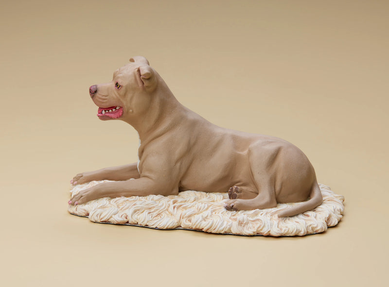 American Pit Bull Terrier