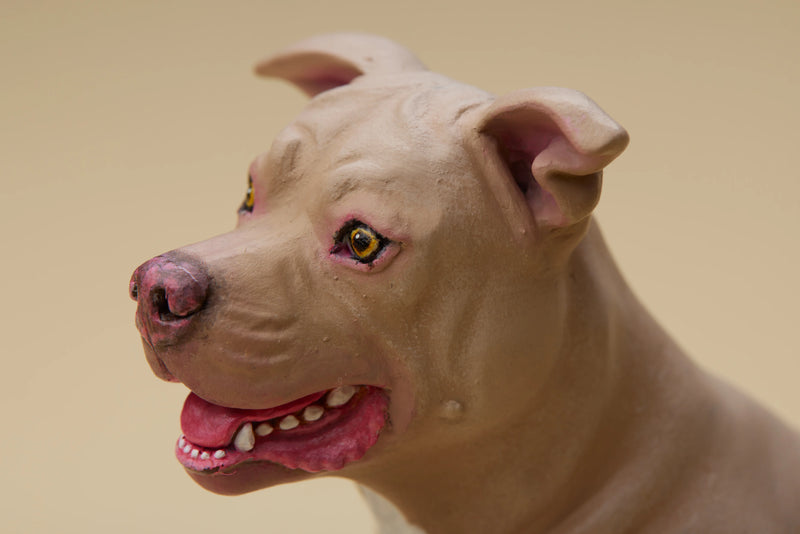 American Pit Bull Terrier