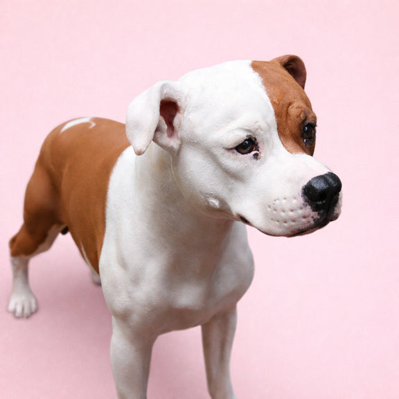 American Staffordshire Terrier