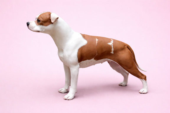 American Staffordshire Terrier