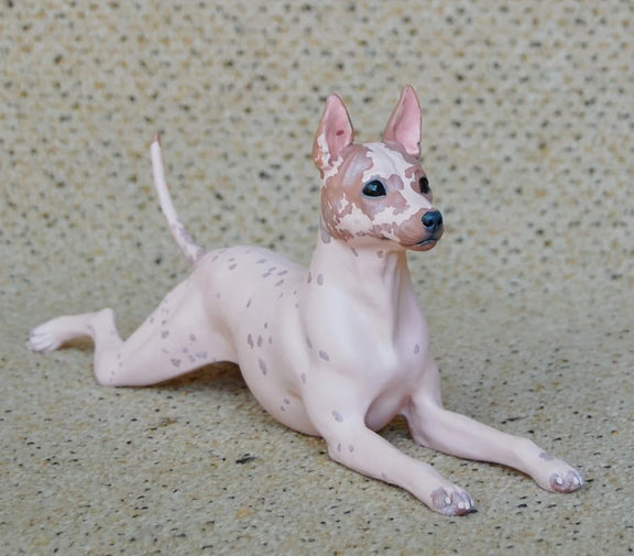 American Hairless Terrier