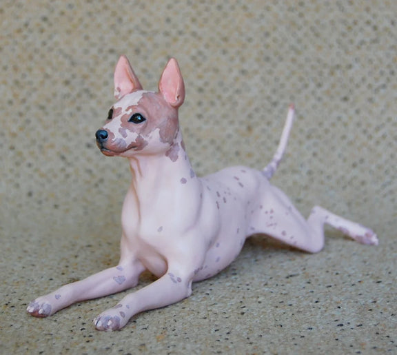 American Hairless Terrier