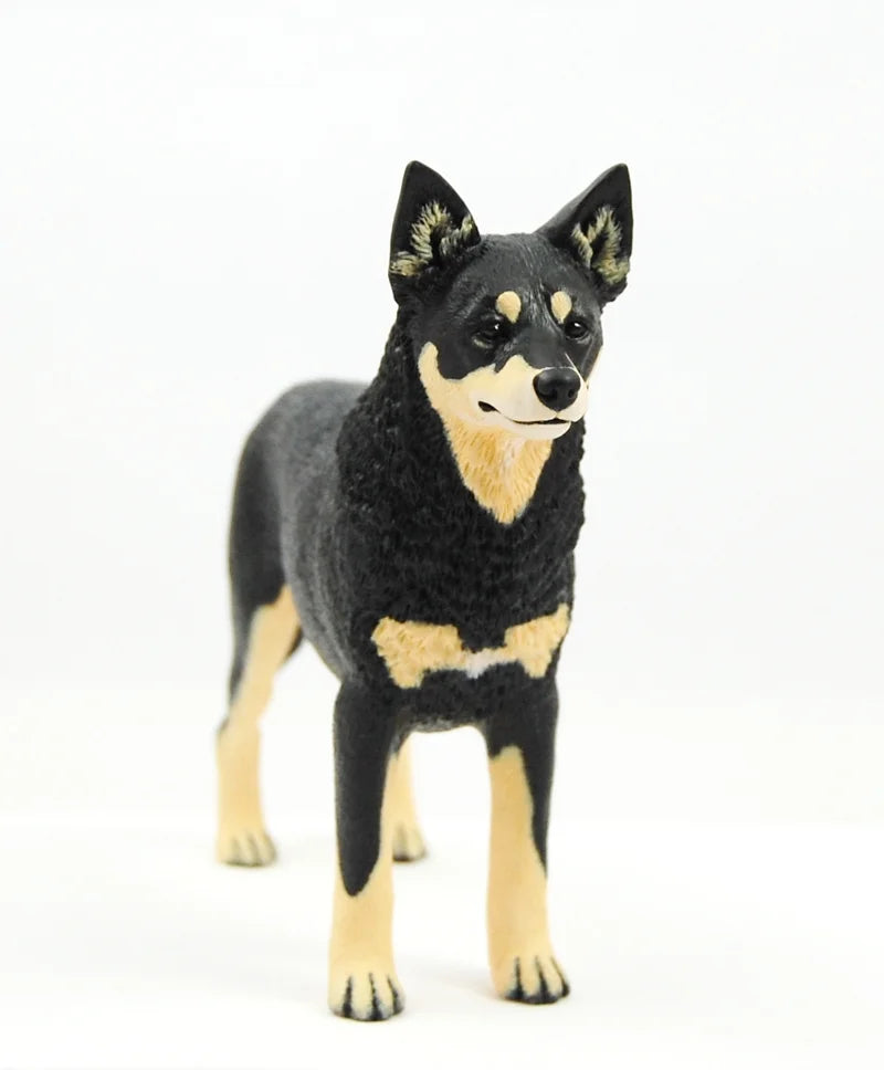 Lapponian Herder (Lapinporokoira)