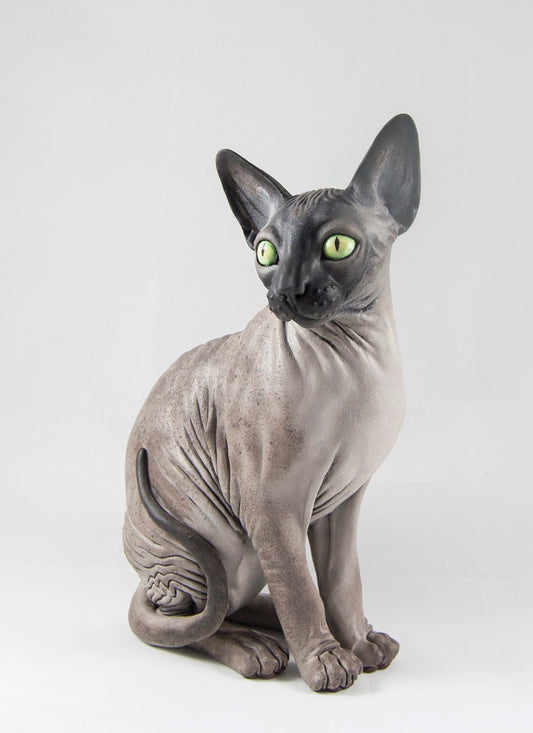 Sphynx Cat