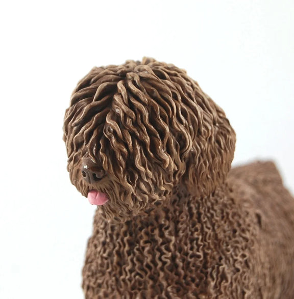 Spanish Water Dog