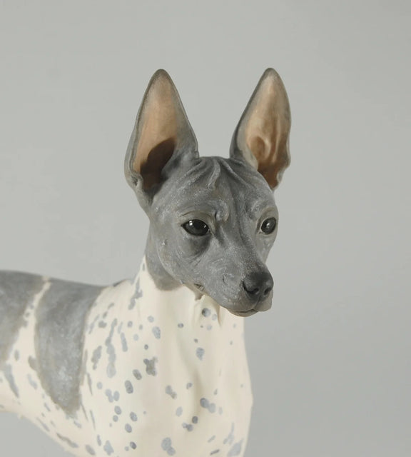 American Hairless Terrier