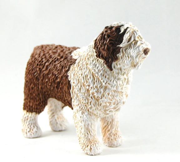 Spanish Water Dog