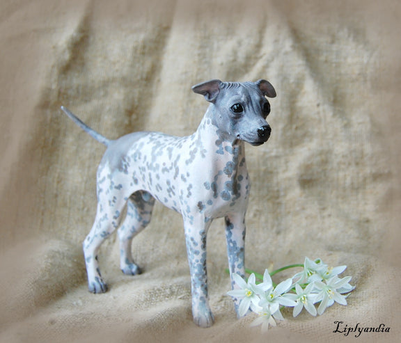 American Hairless Terrier