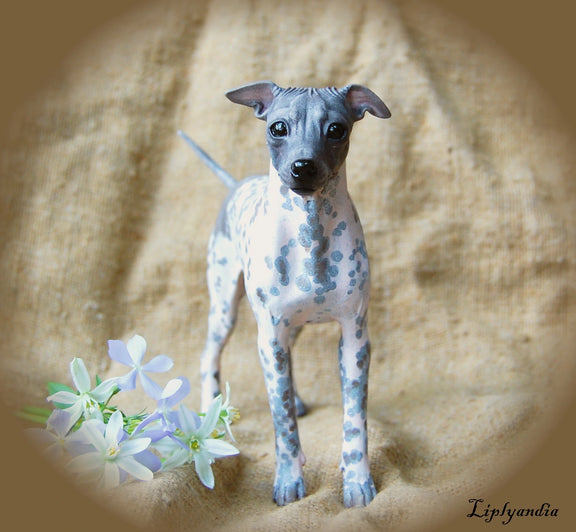 American Hairless Terrier