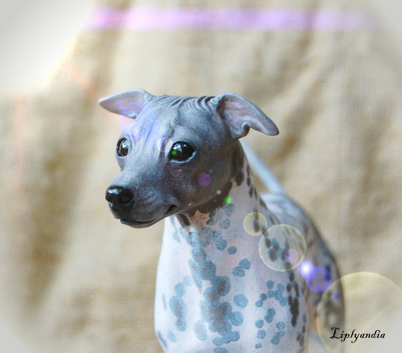 American Hairless Terrier