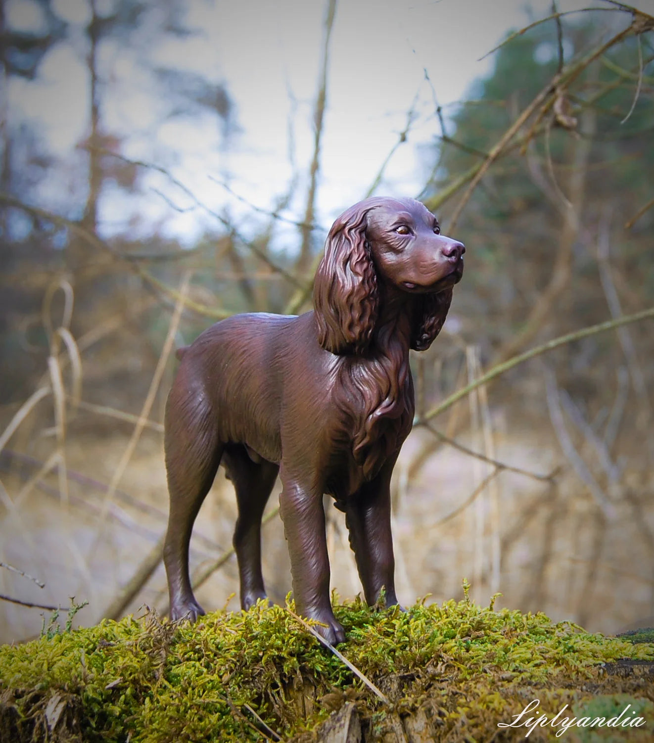 Boykin Spaniel