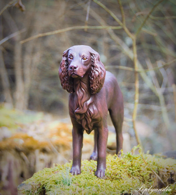 Boykin Spaniel