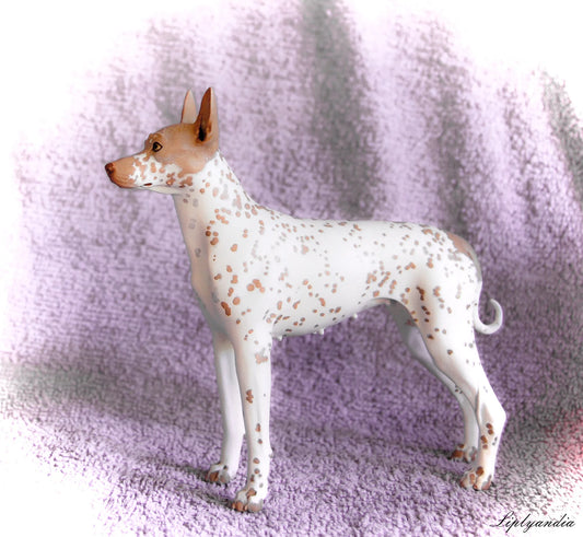 American Hairless Terrier