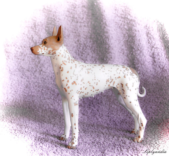 American Hairless Terrier