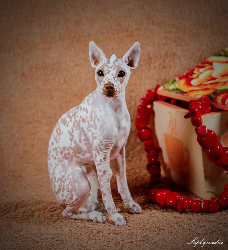 Peruvian Inca Orchid