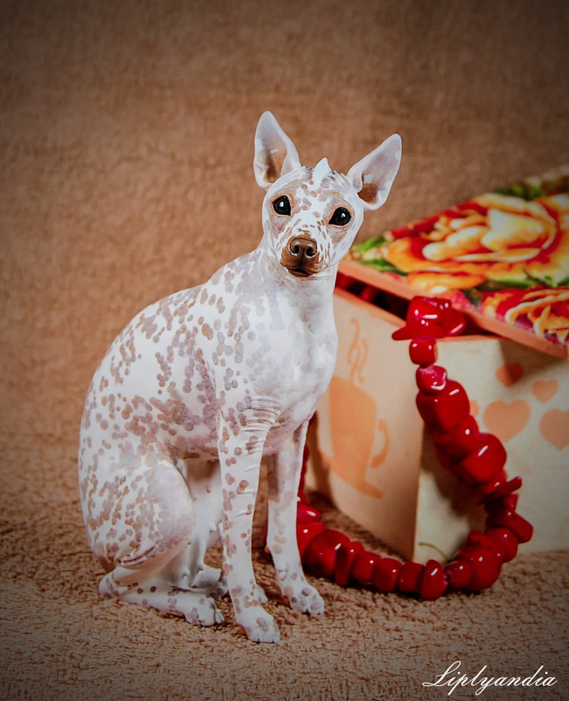 Peruvian Inca Orchid