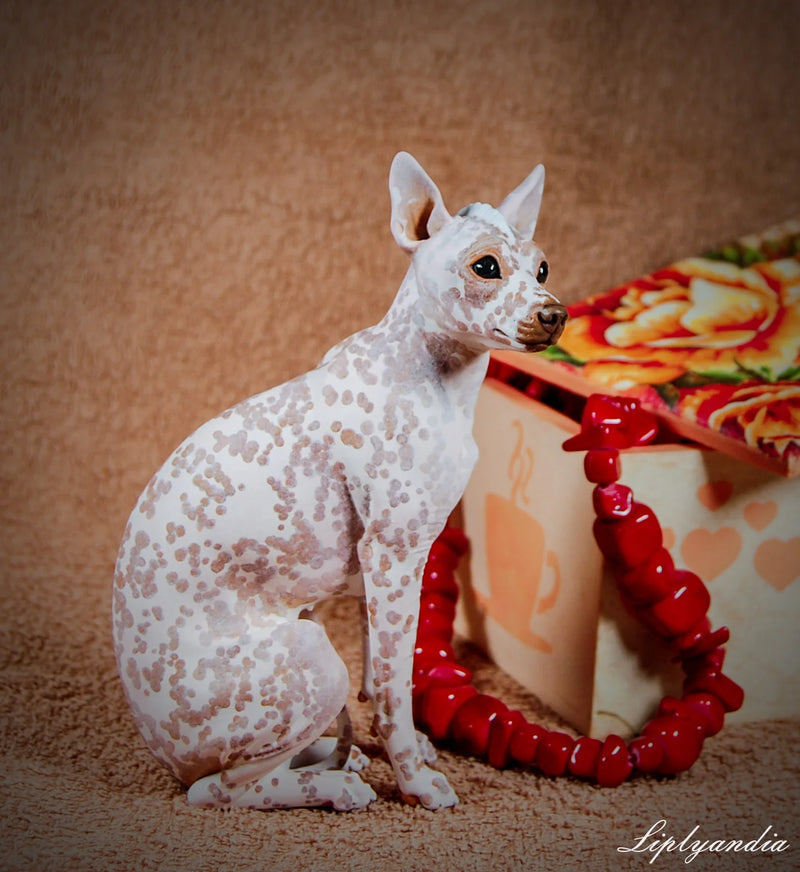 Peruvian Inca Orchid