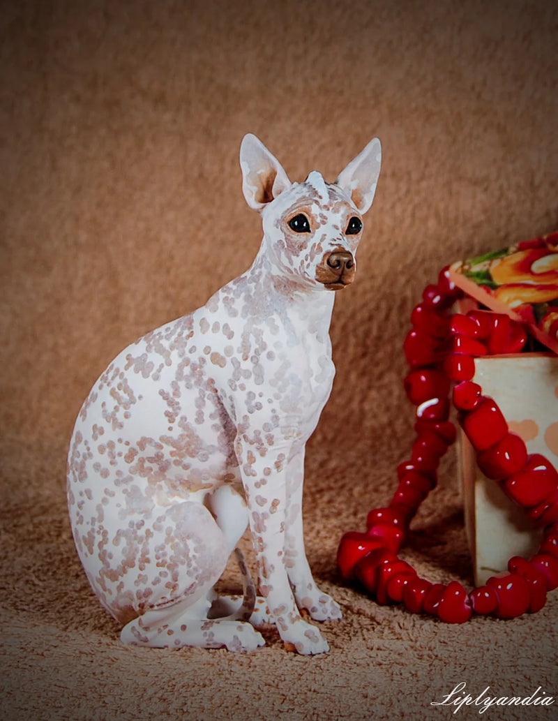 Peruvian Inca Orchid