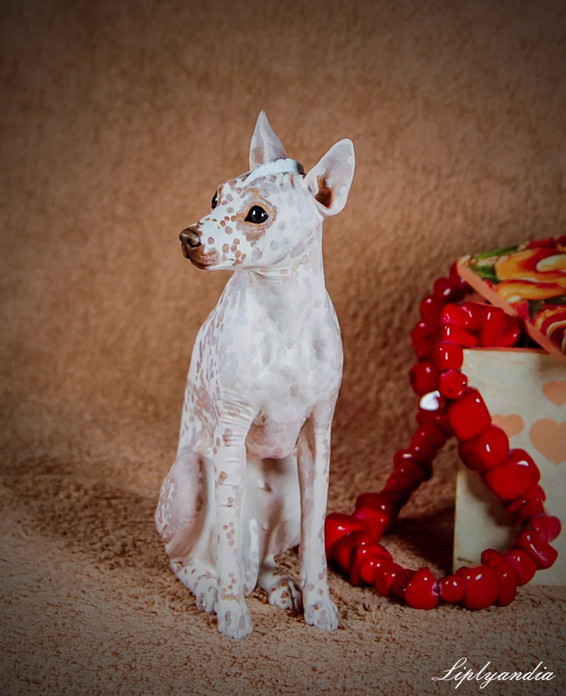 Peruvian Inca Orchid