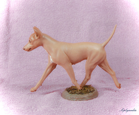 American Hairless Terrier