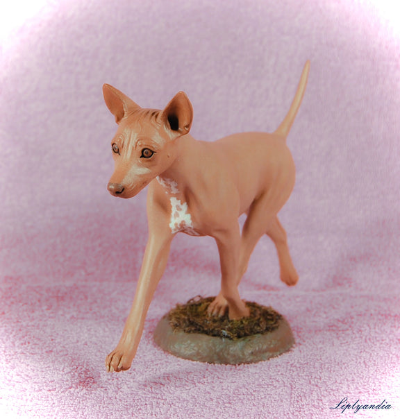 American Hairless Terrier