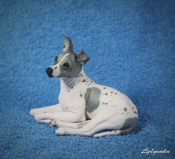 American Hairless Terrier