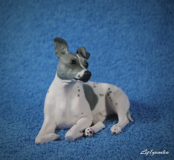 American Hairless Terrier