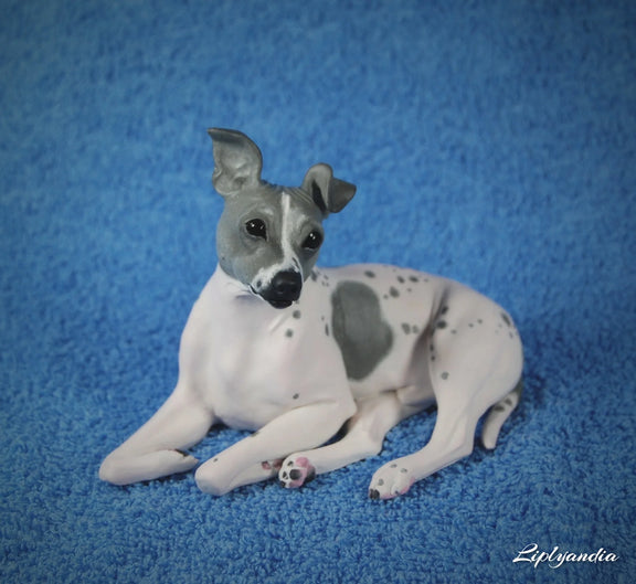 American Hairless Terrier