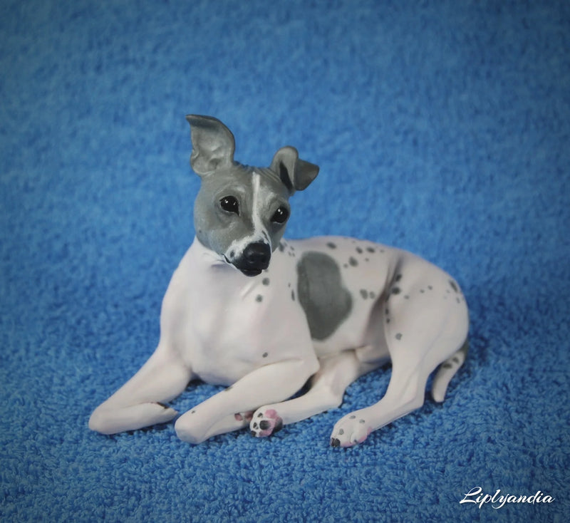 American Hairless Terrier