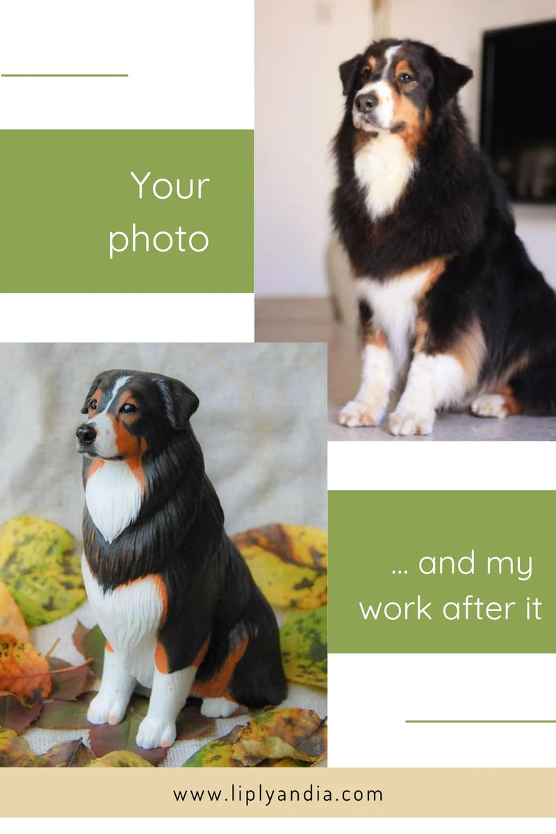 Aussie (Australian Shepherd)