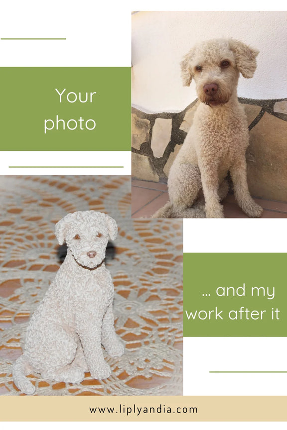 Spanish Water Dog