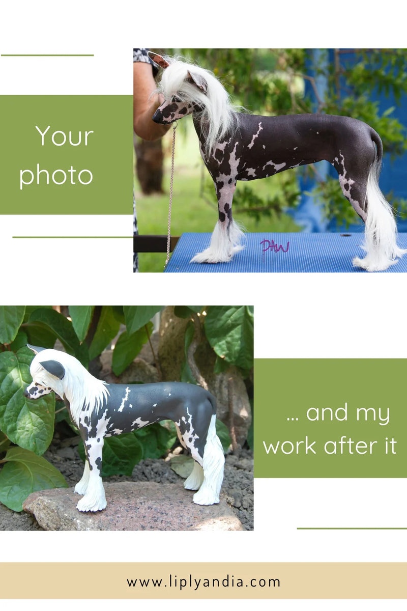 Chinese Crested and Powder Puff Dog