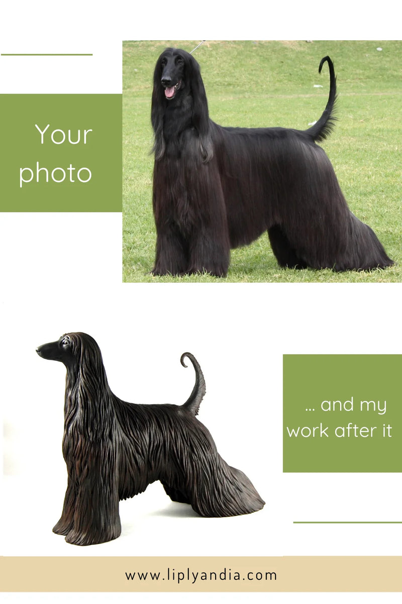 Afghan Hound